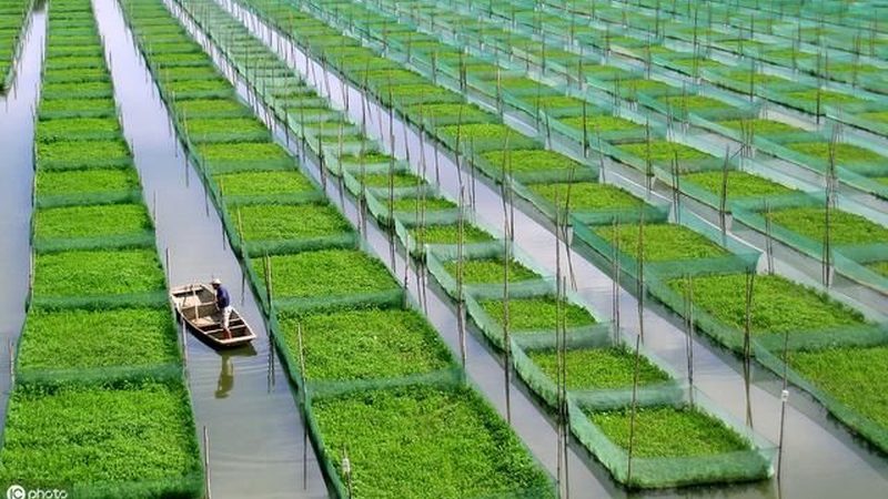 无土栽培水果设备：揭秘十大品牌背后的技术秘密