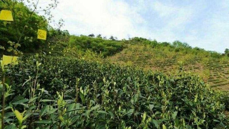农产品代理加盟：如何挑选优质产品，规避市场风险**