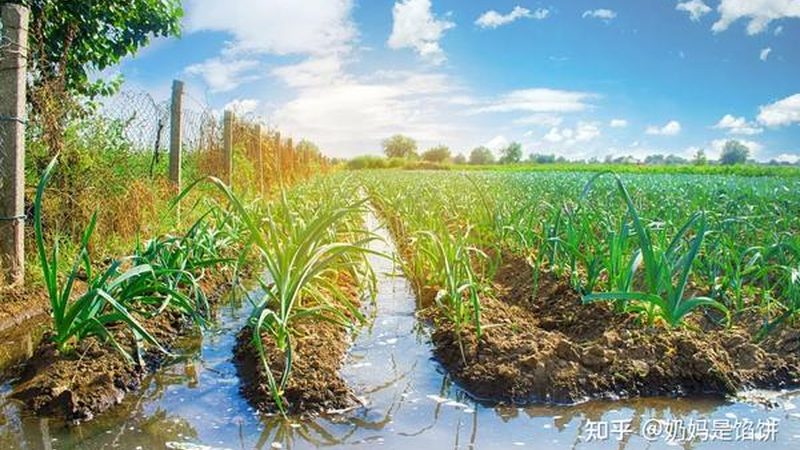 绿色食品批发市场货源：如何选择优质绿色食品