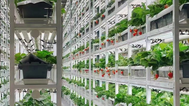 成都家庭农场种植技术设备升级之路